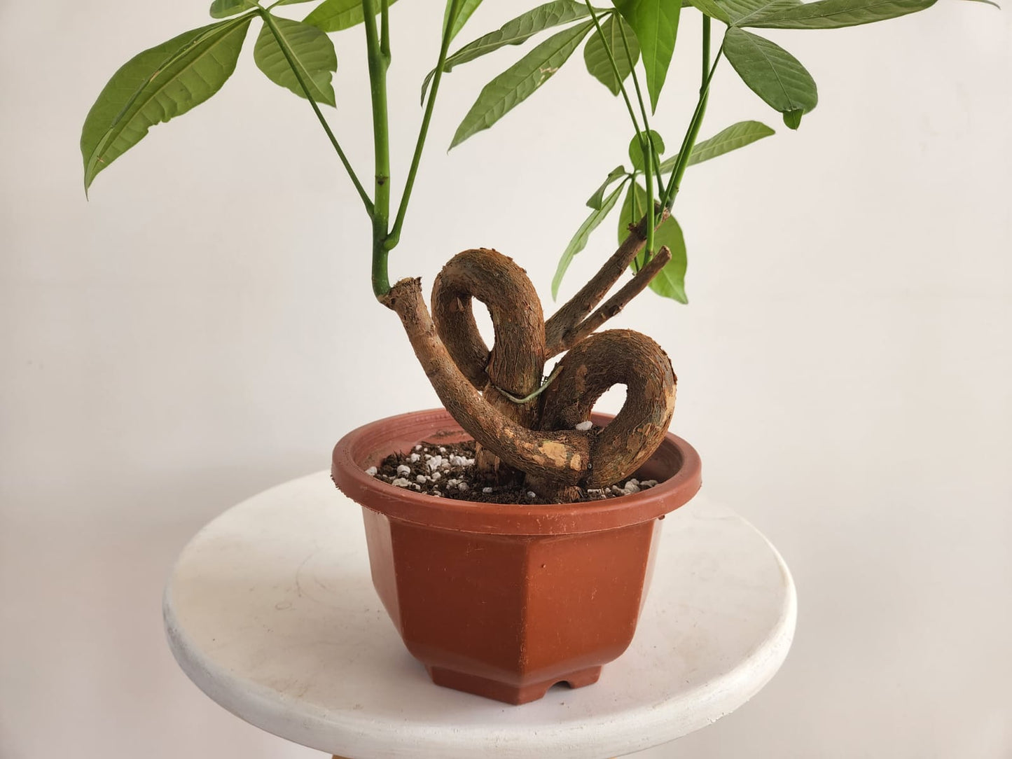 Miniature Money Tree