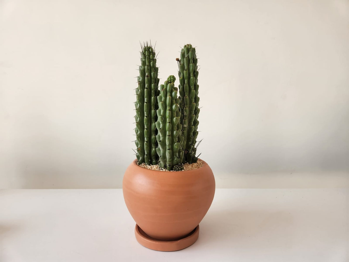 Stenocereus Beneckei Cactus