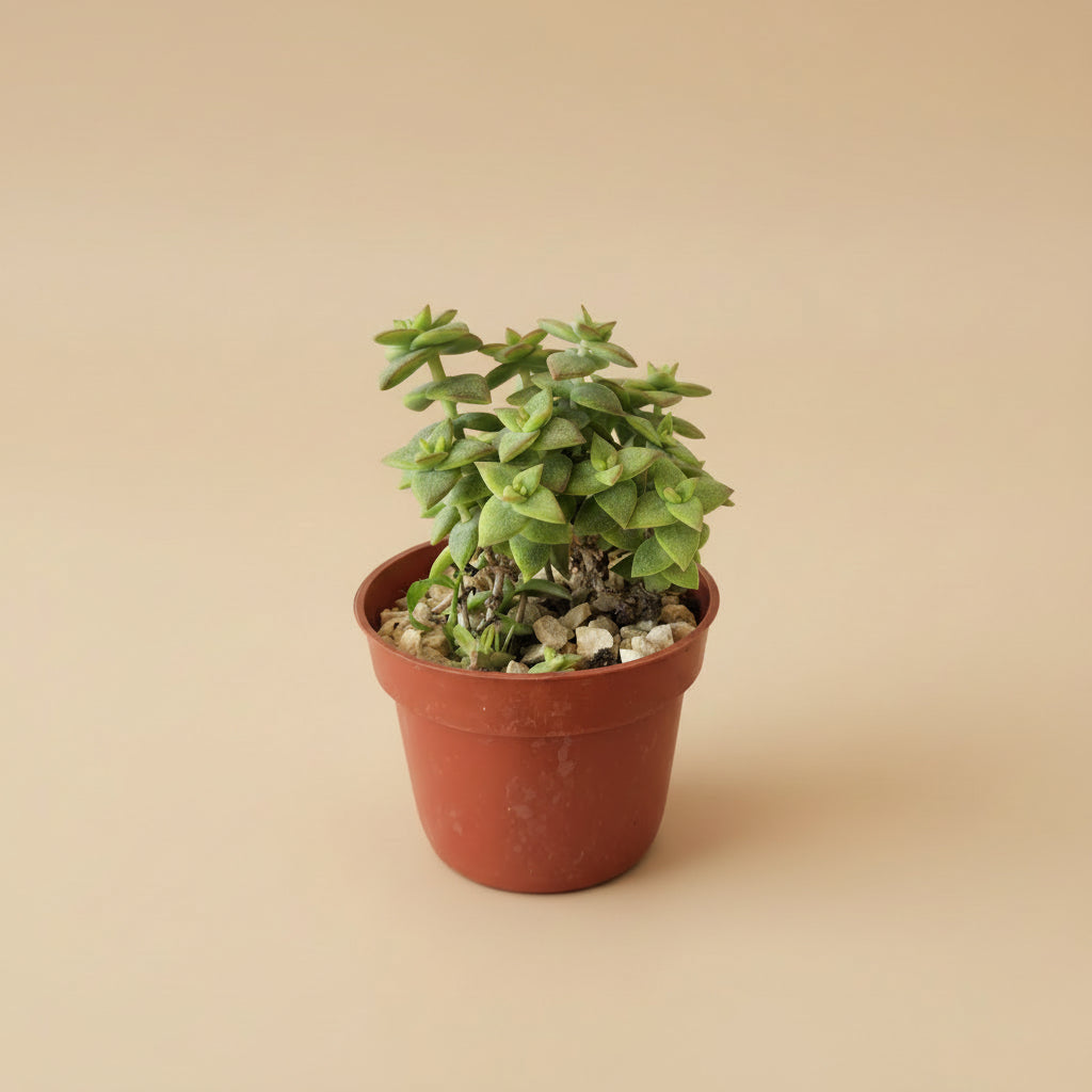 Crassula Perforata - Plantcultcairo