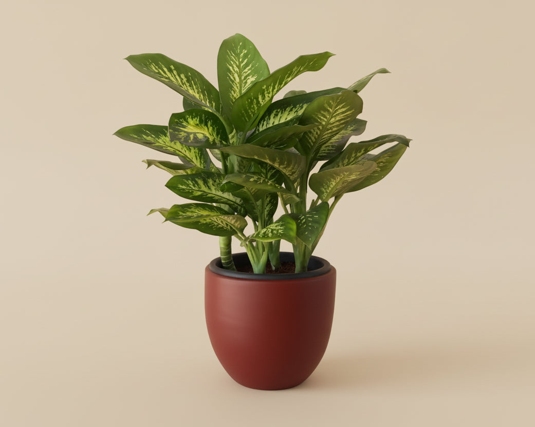 Dieffenbachia Tropic Snow - Plantcultcairo
