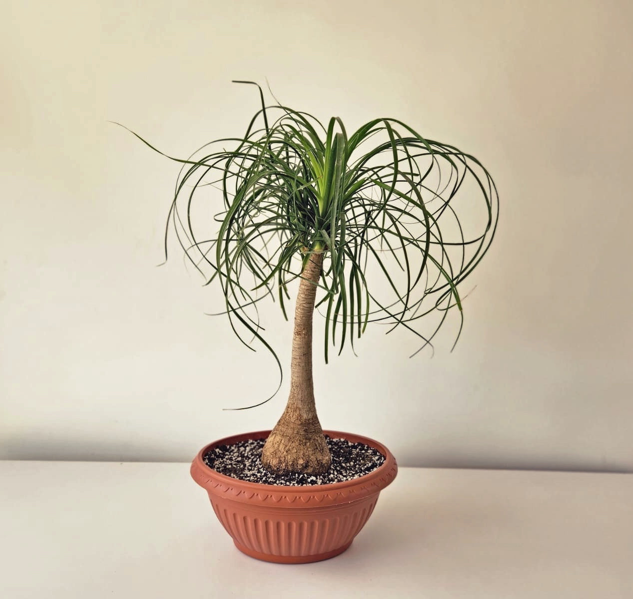 Ponytail Palm