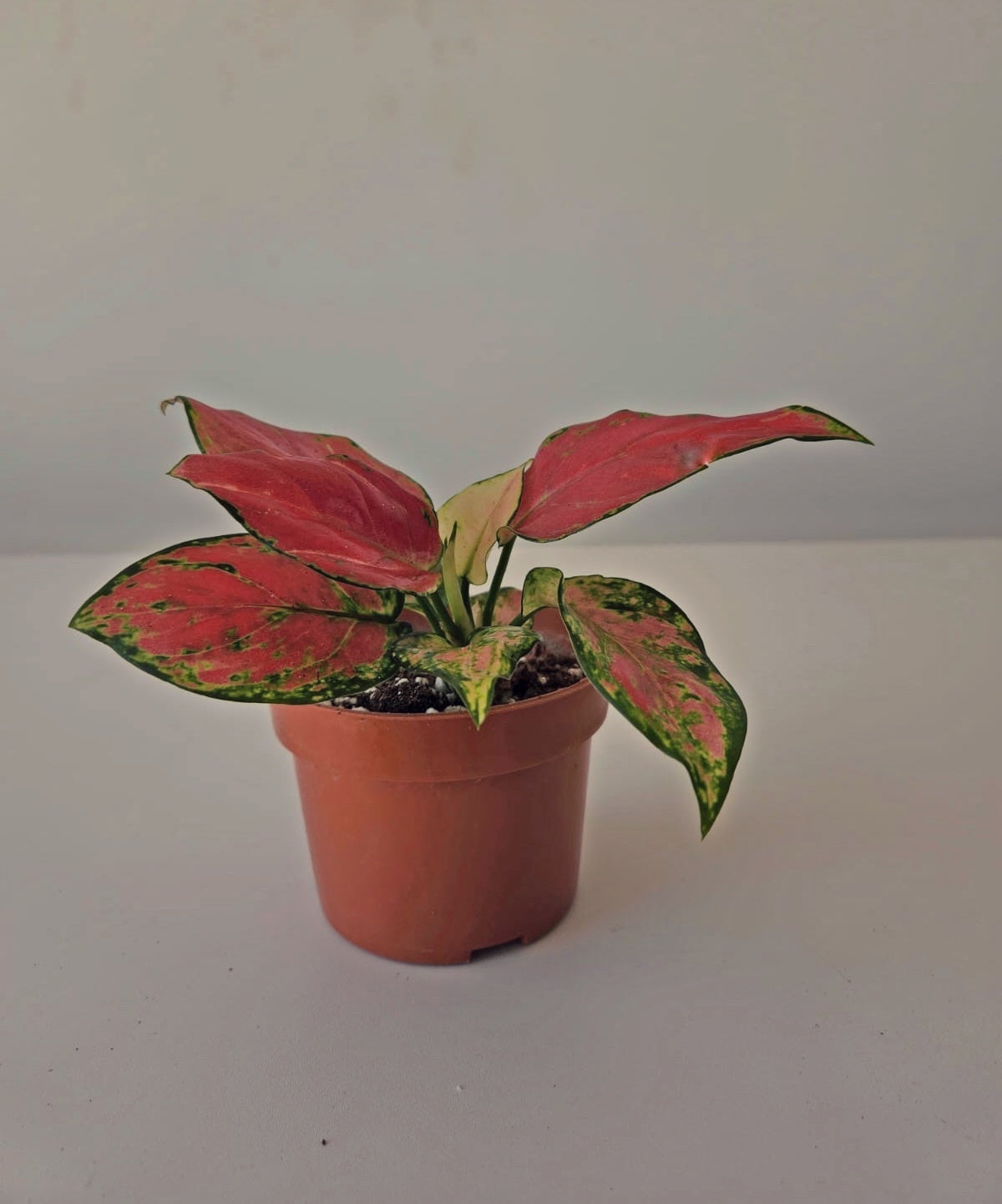 Red Aglaonema