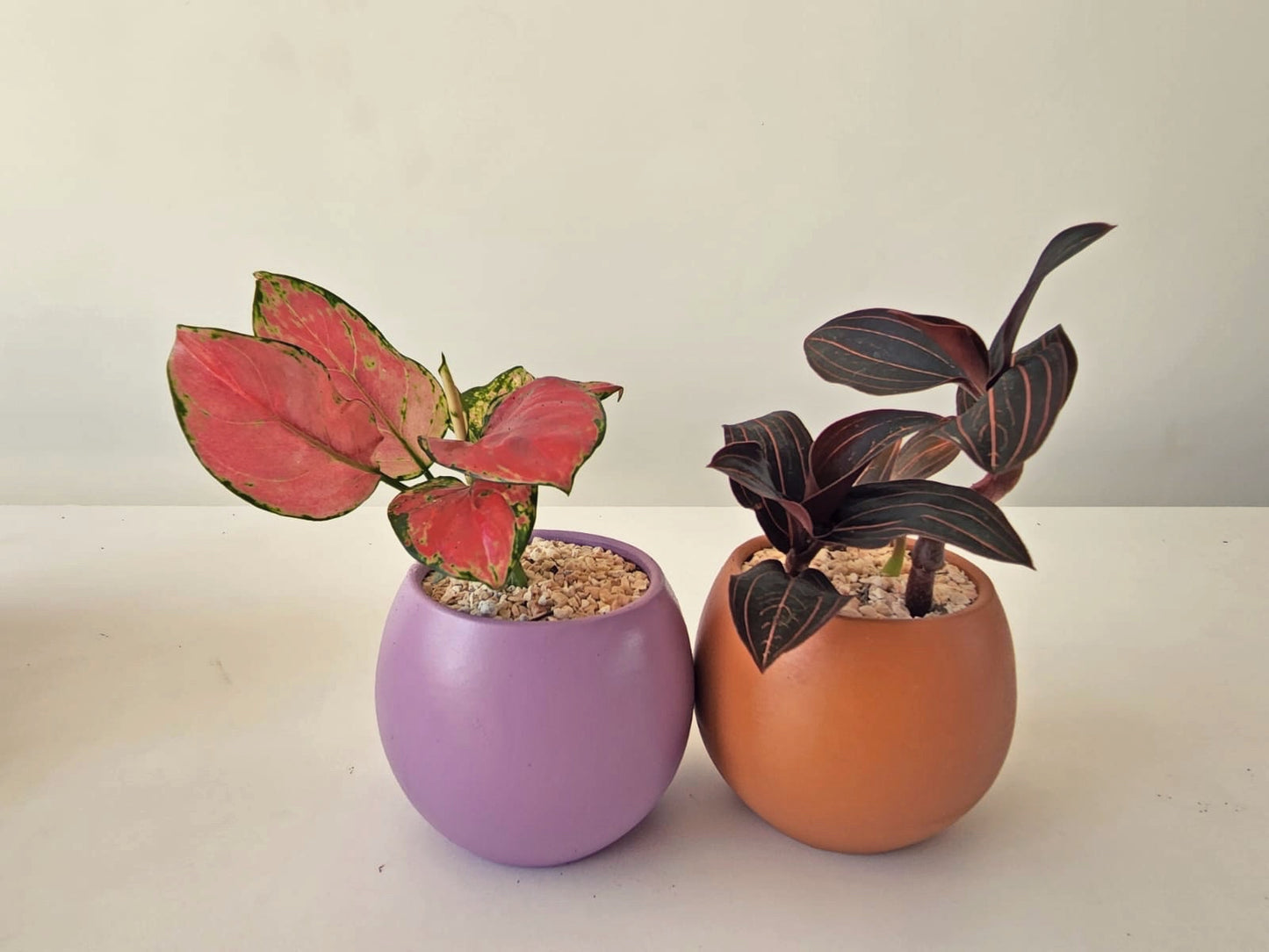 Red Aglaonema