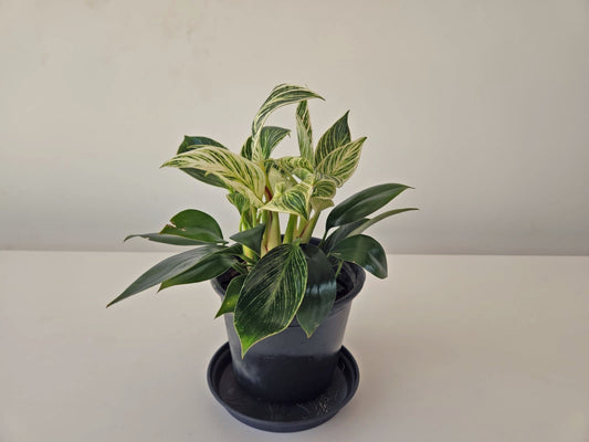 Philodendron Birkin