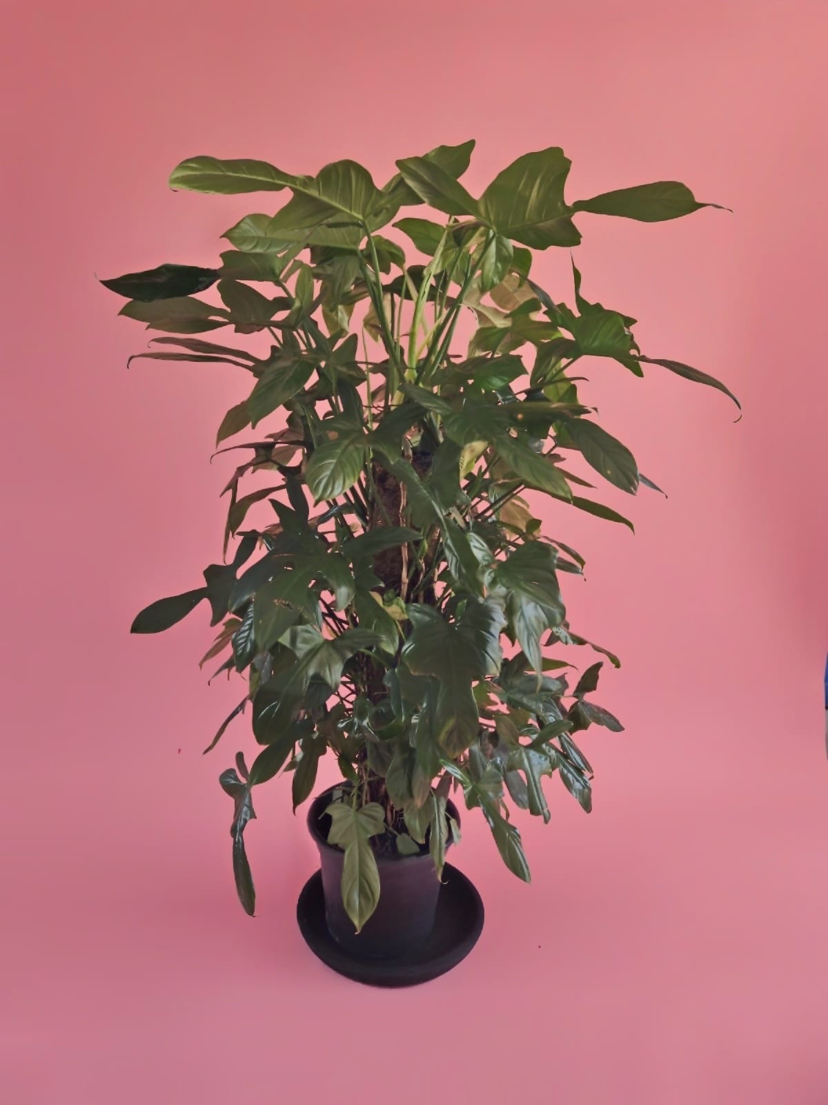 Red Bristle Philodendron