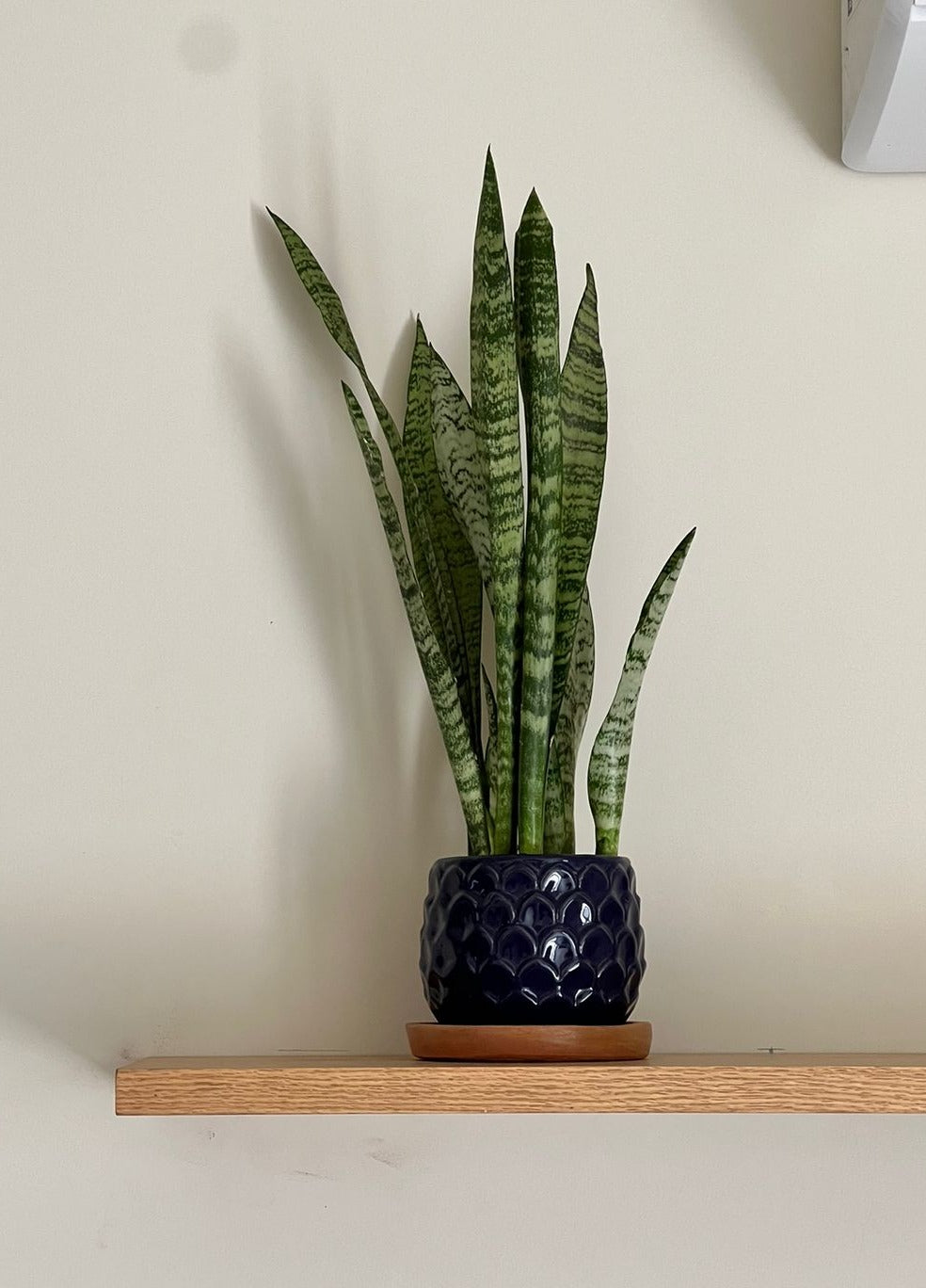 Snake Plant, Zeylanica