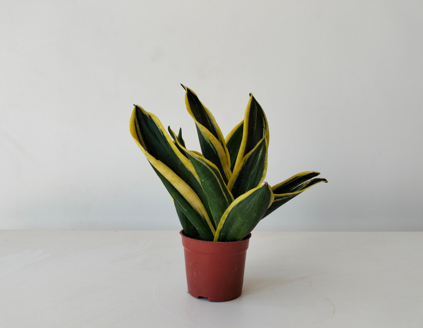Snake Plant, Golden Flame