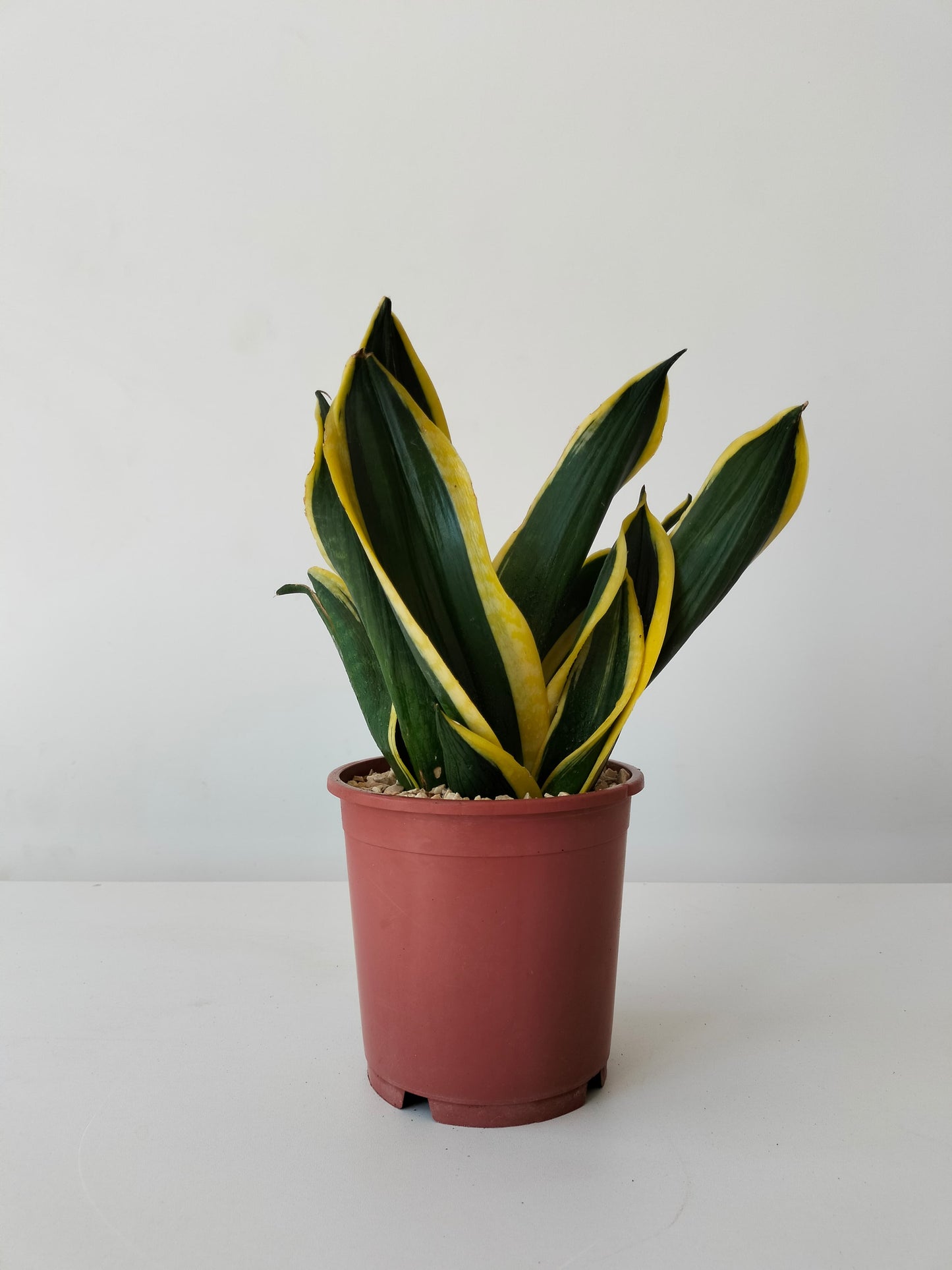 Snake Plant, Golden Flame