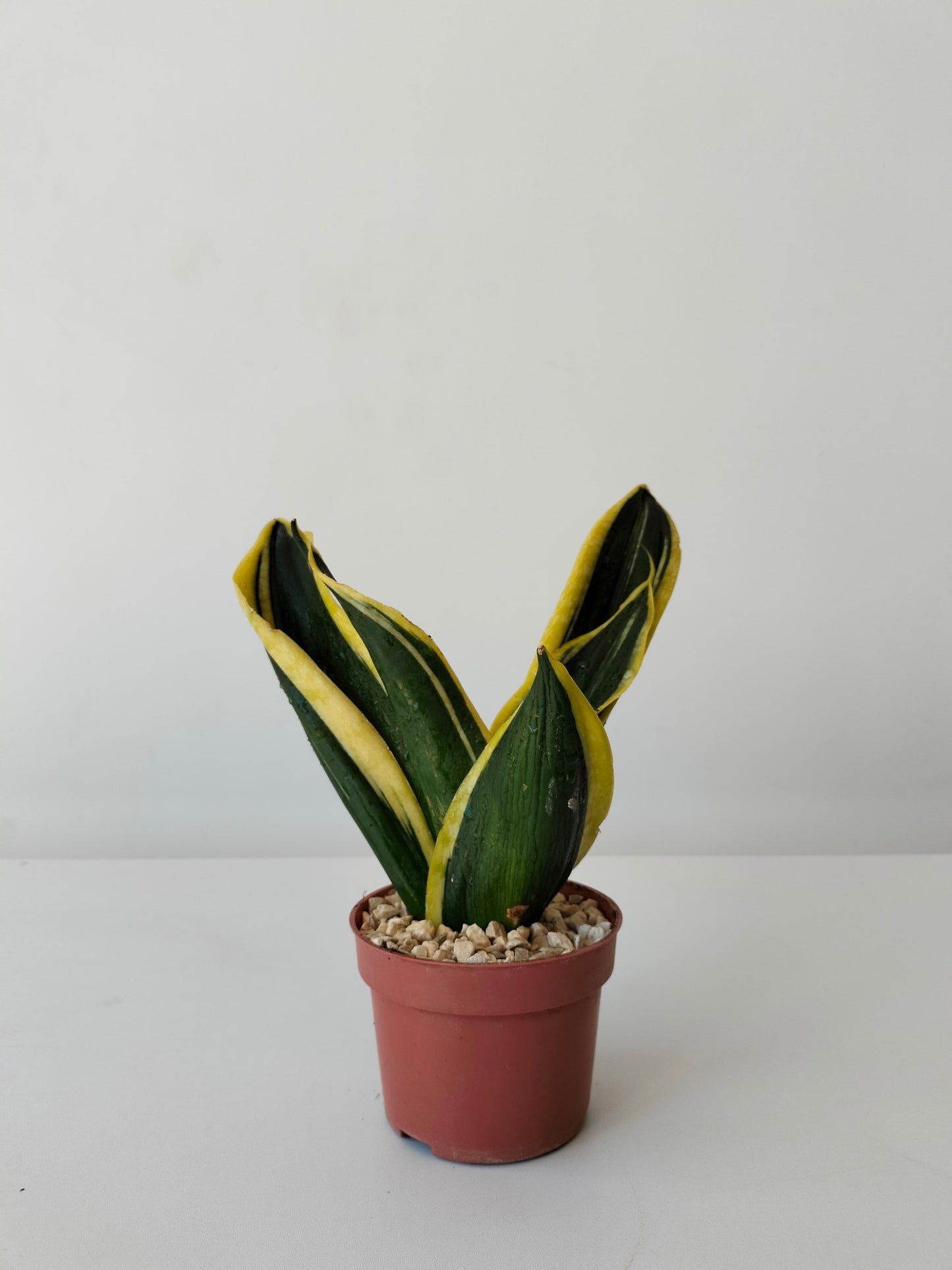 Snake Plant, Golden Flame