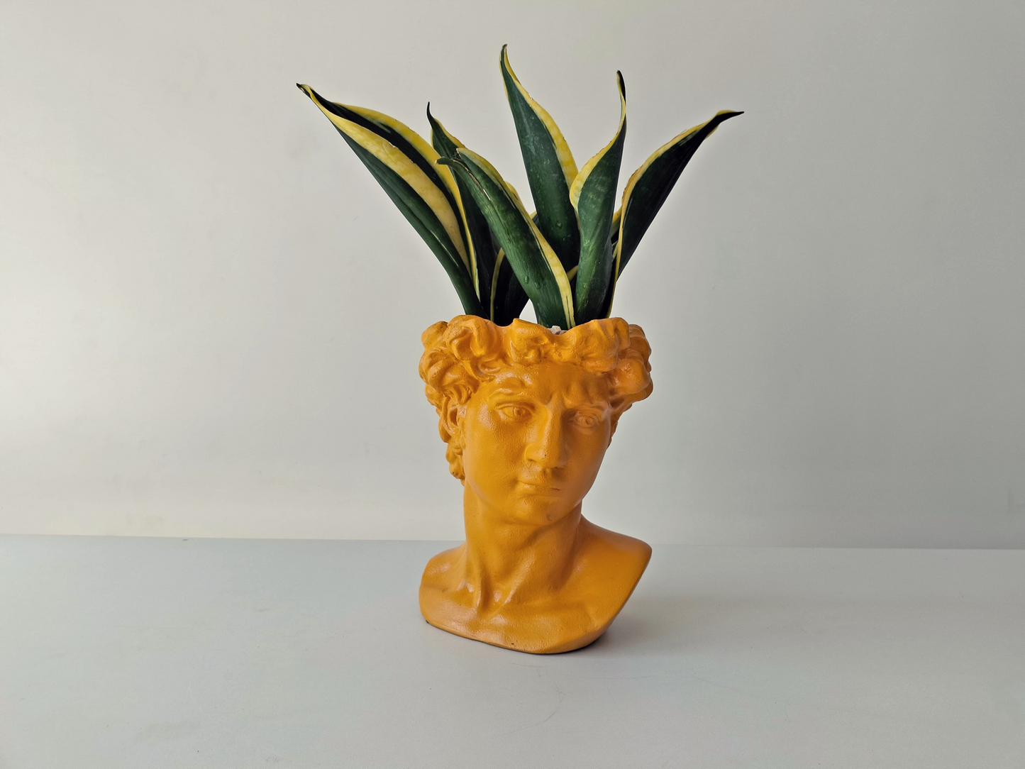 Snake Plant, Golden Flame