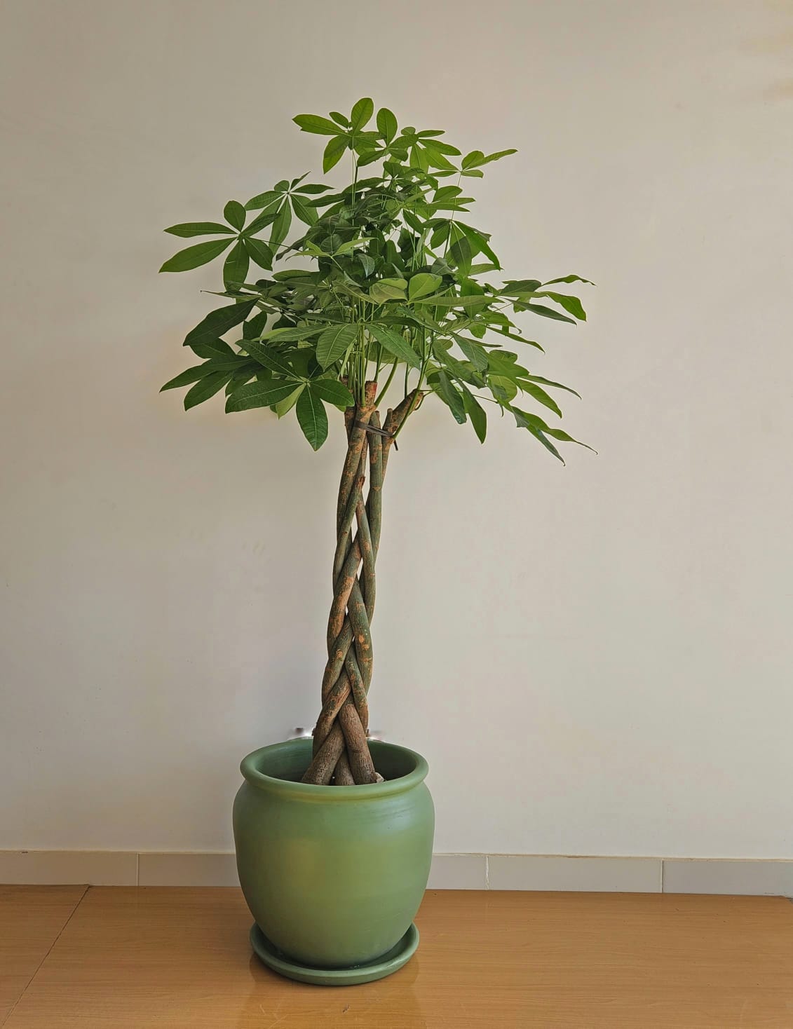 Money Tree - Large