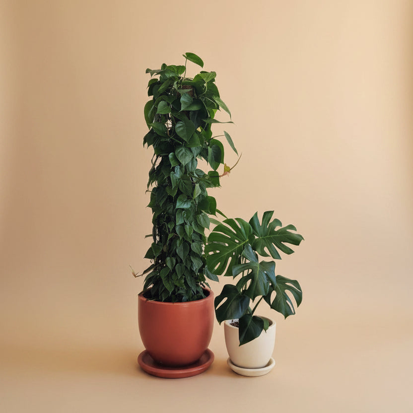 indoor plants egypt Low Light Plant Duos – Large Indoor Plants