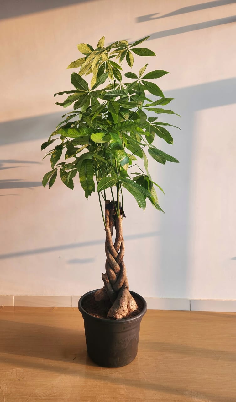 Money Tree - Large