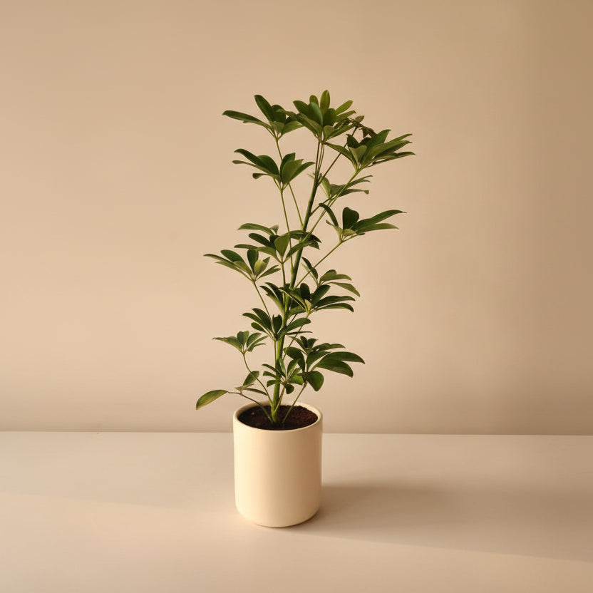 Schefflera - Plantcultcairo