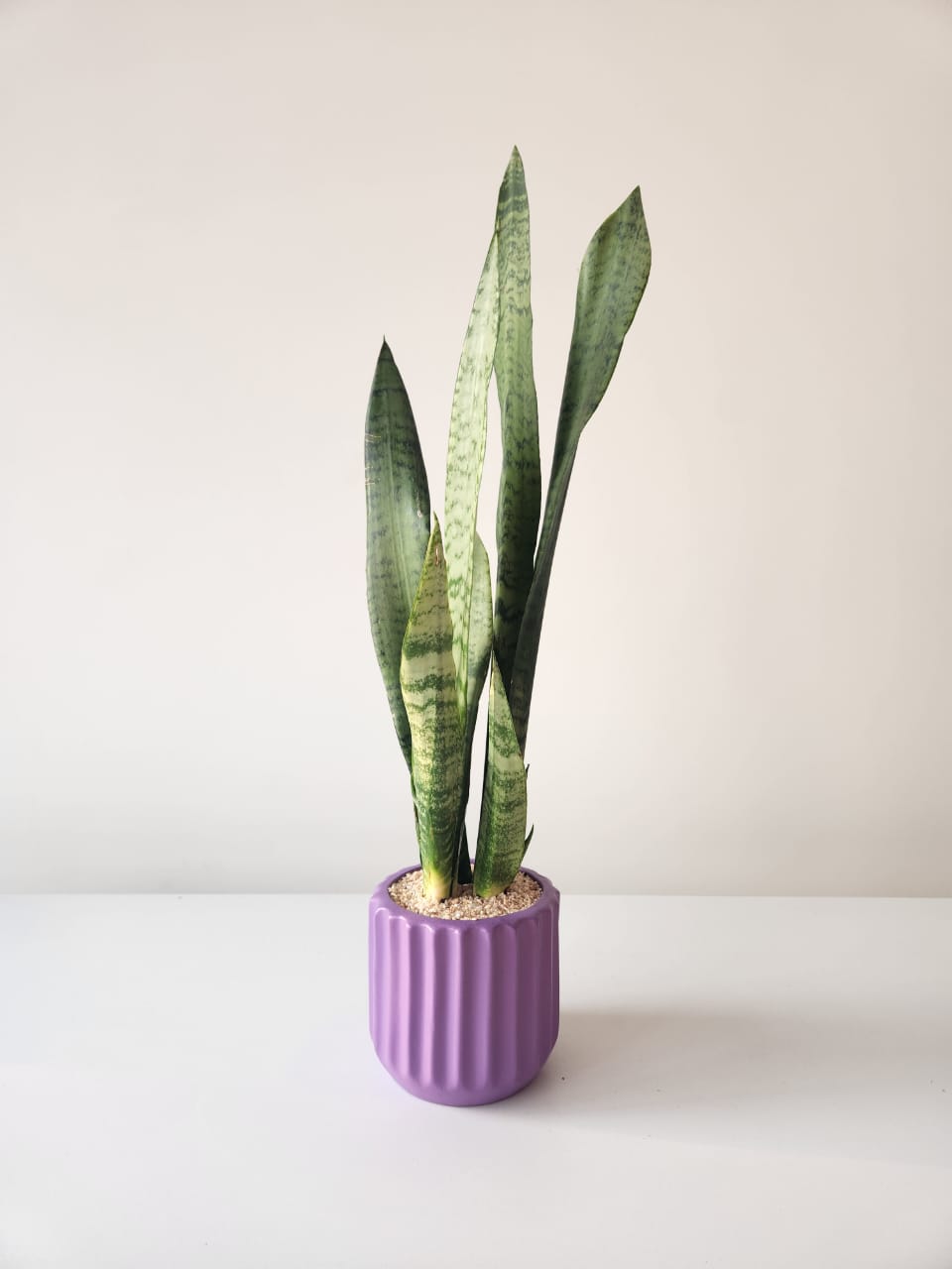 Snake Plant, Zeylanica