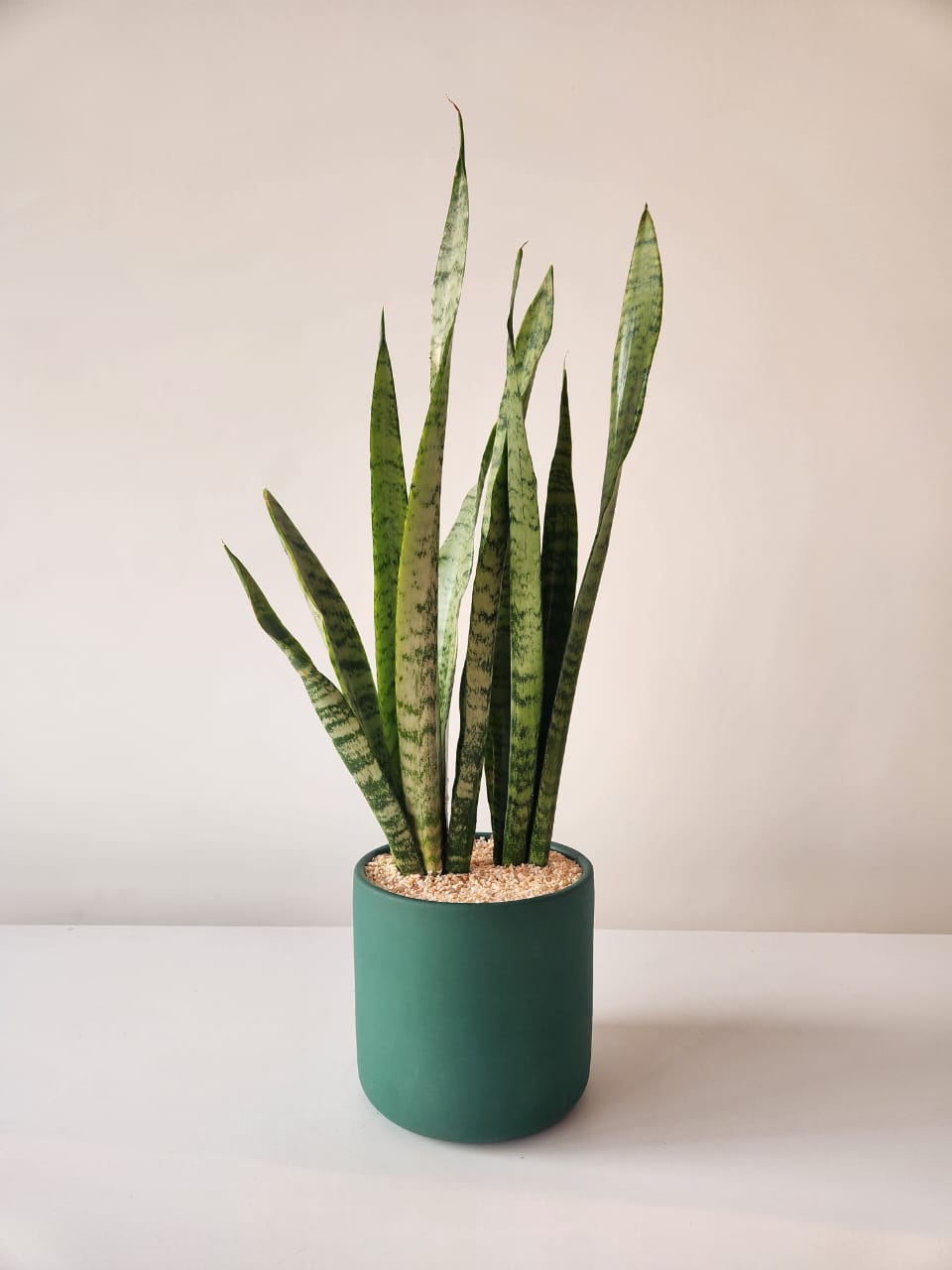 Snake Plant, Zeylanica