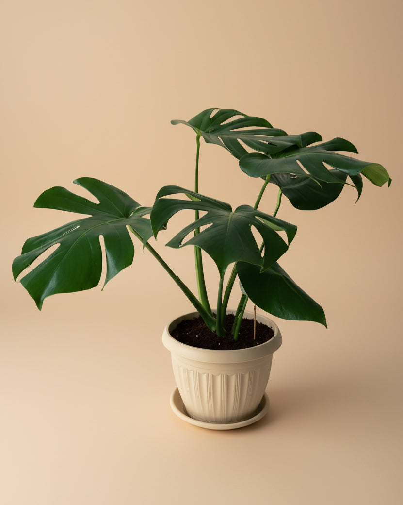 Monstera Deliciosa - Plantcultcairo