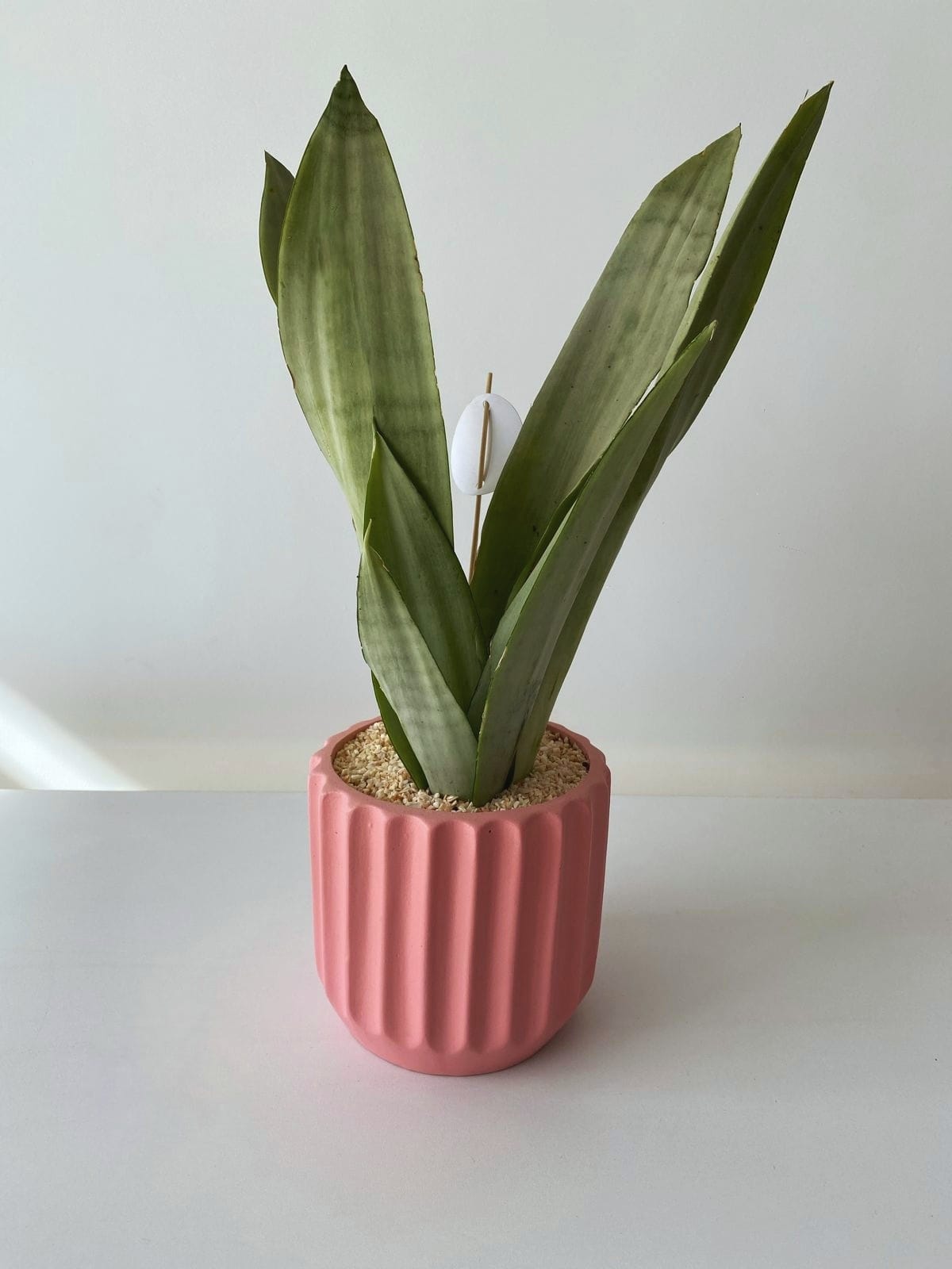 Snake Plant, Moonshine