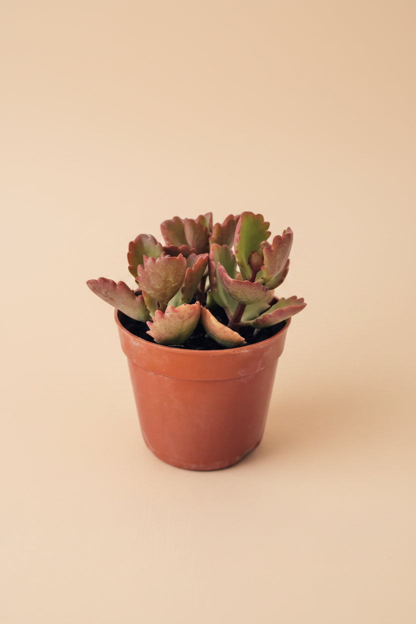 Bushveld Kalanchoe - Plantcultcairo