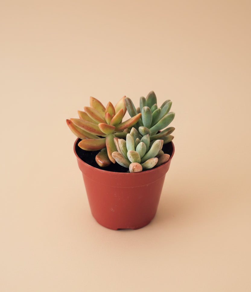 Succulent Mix - Plantcultcairo