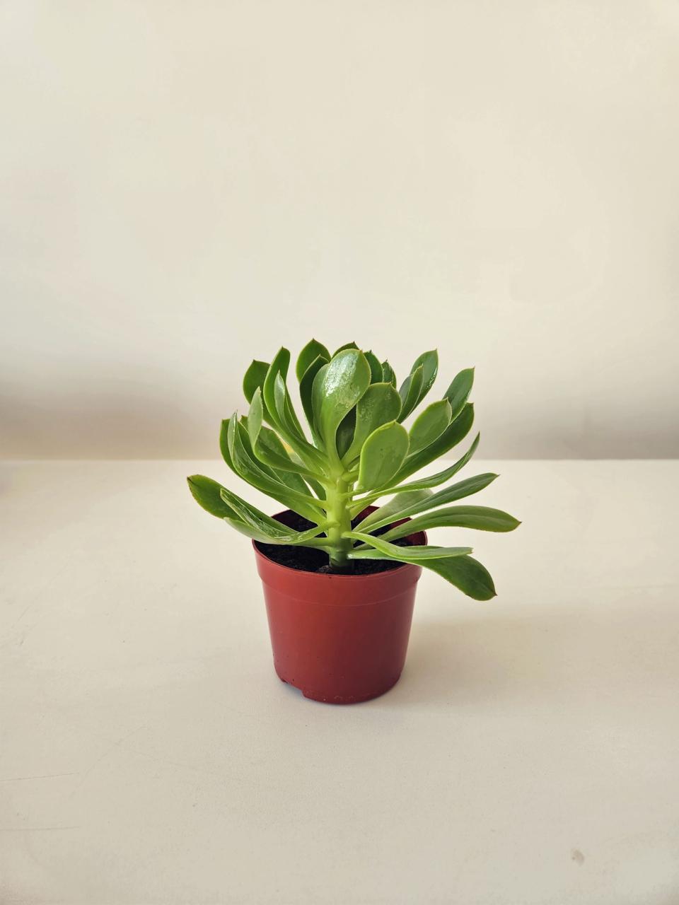 Tree Aeonium - Plantcultcairo