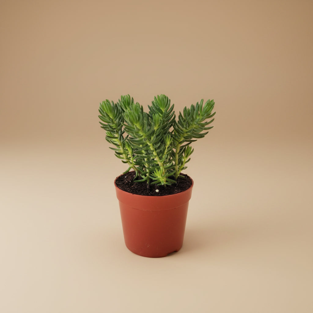 Crassula Tetragona - Plantcultcairo