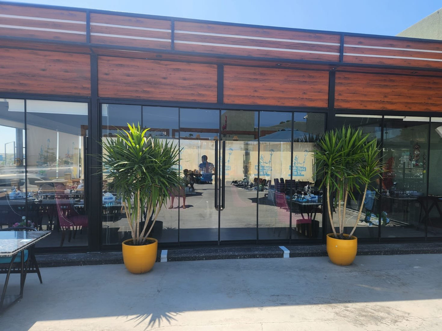 Outdoor Draceana - Plantcultcairo