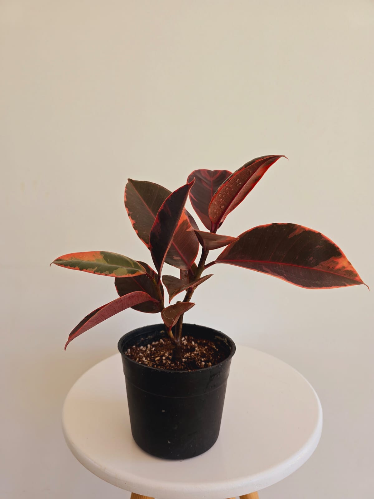 Ficus Rubber Tree Red