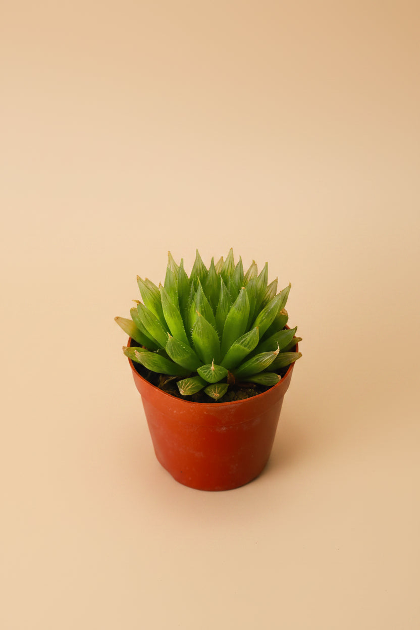 Haworthia mucronata - Plantcultcairo