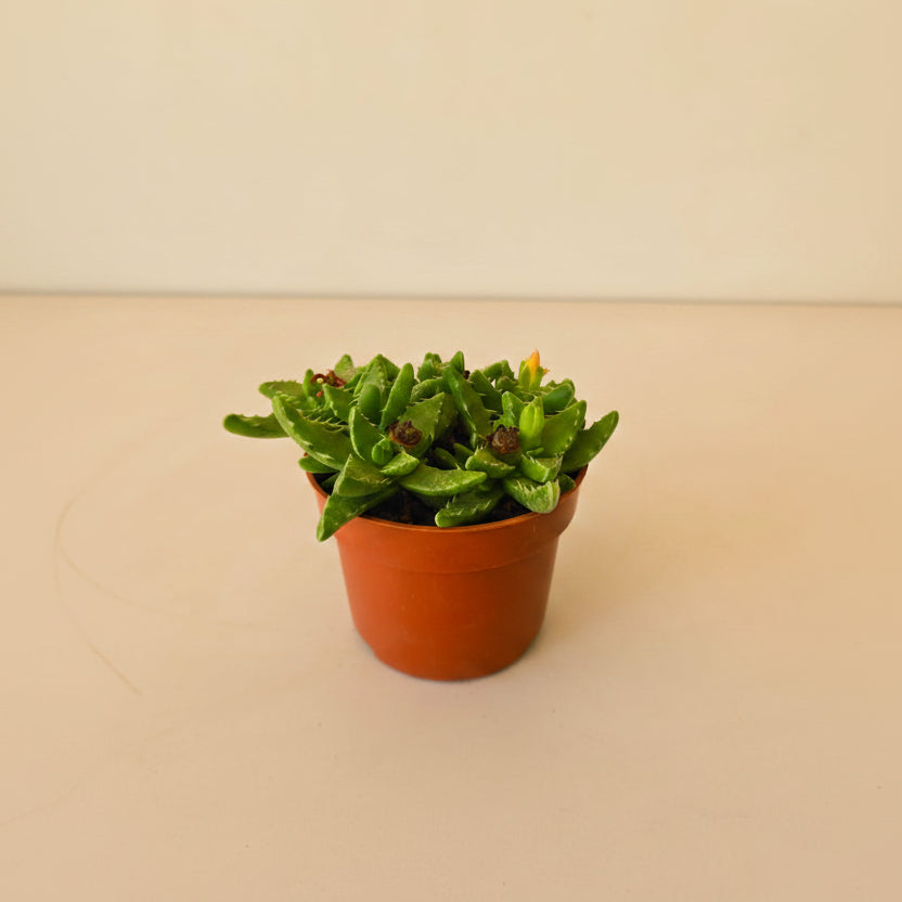 Faucaria tigrina - Plantcultcairo