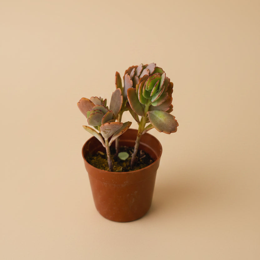 Kalanchoe fedtschenkoi - Plantcultcairo