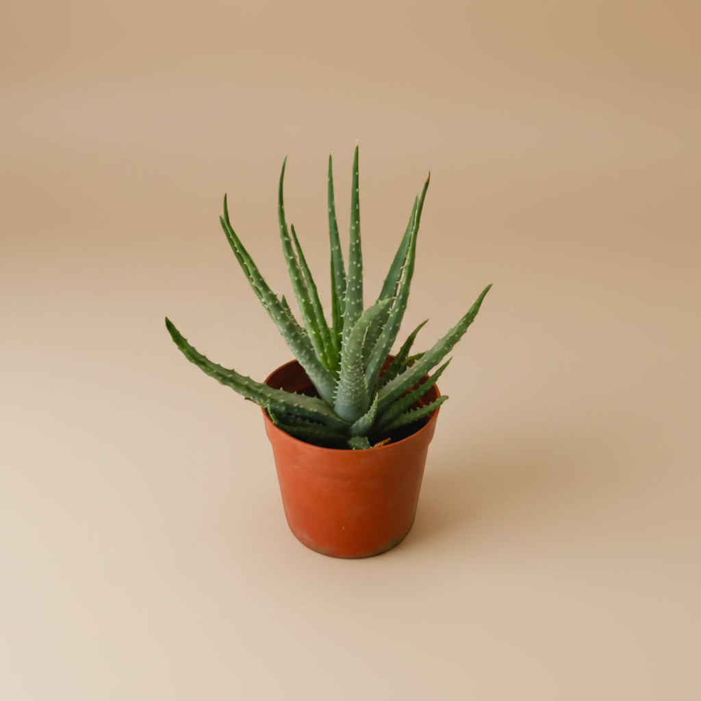 Aloe humilis - Plantcultcairo