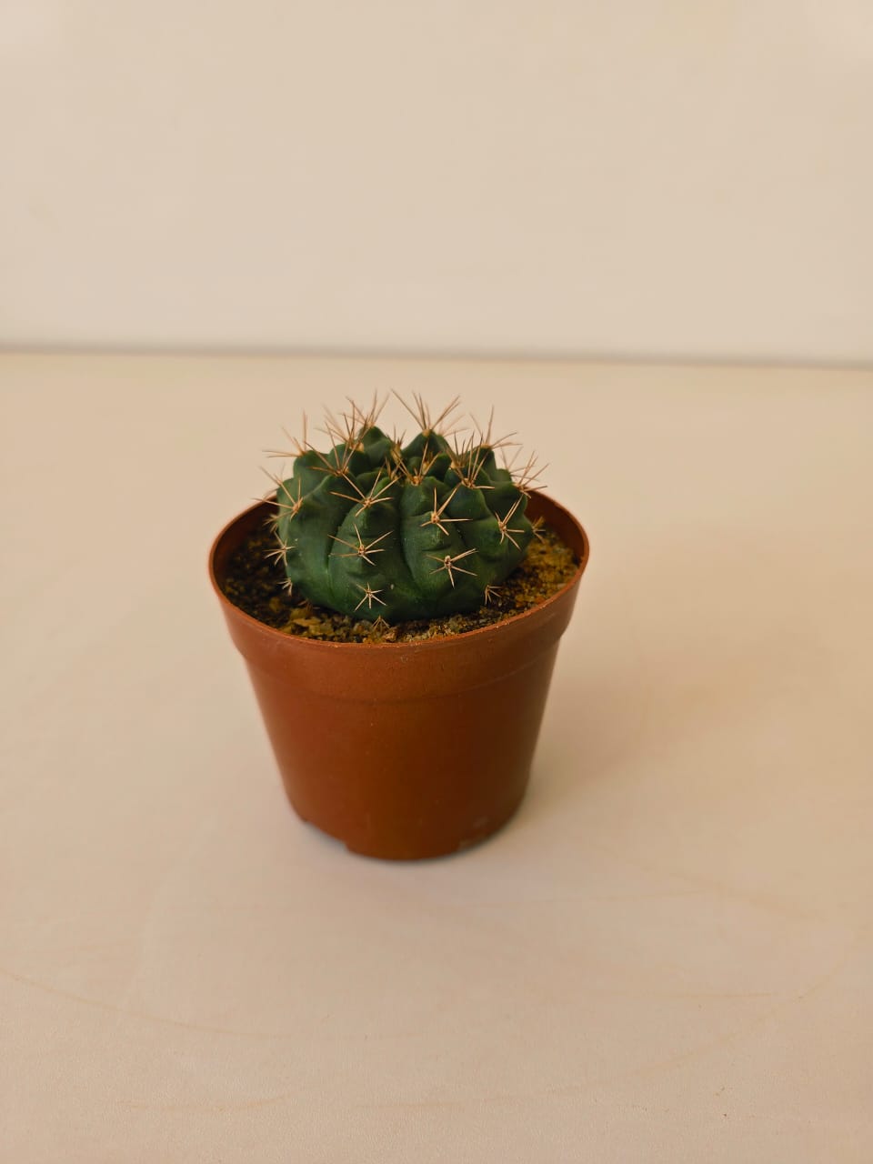 Cactus Ball Gymnocalycium