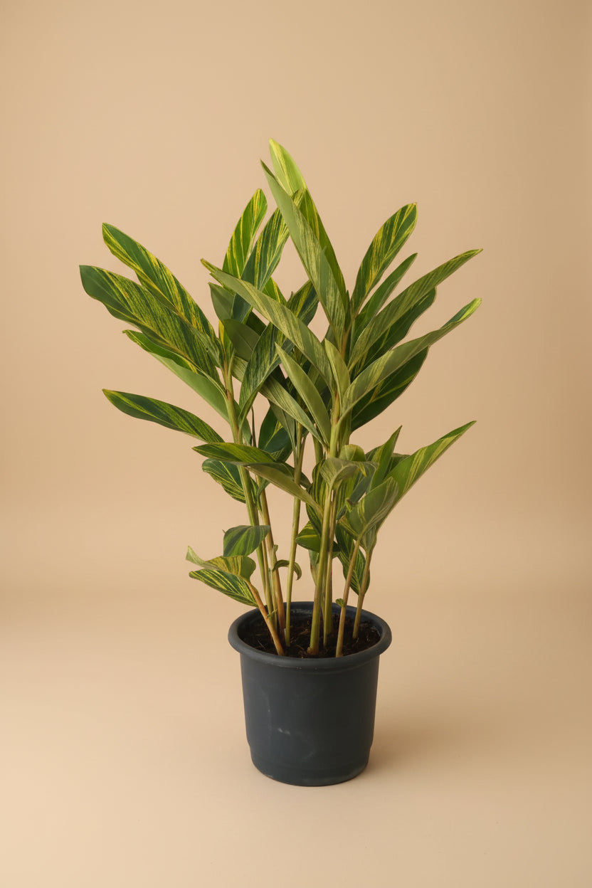 Alpinia, Variegated - Plantcultcairo