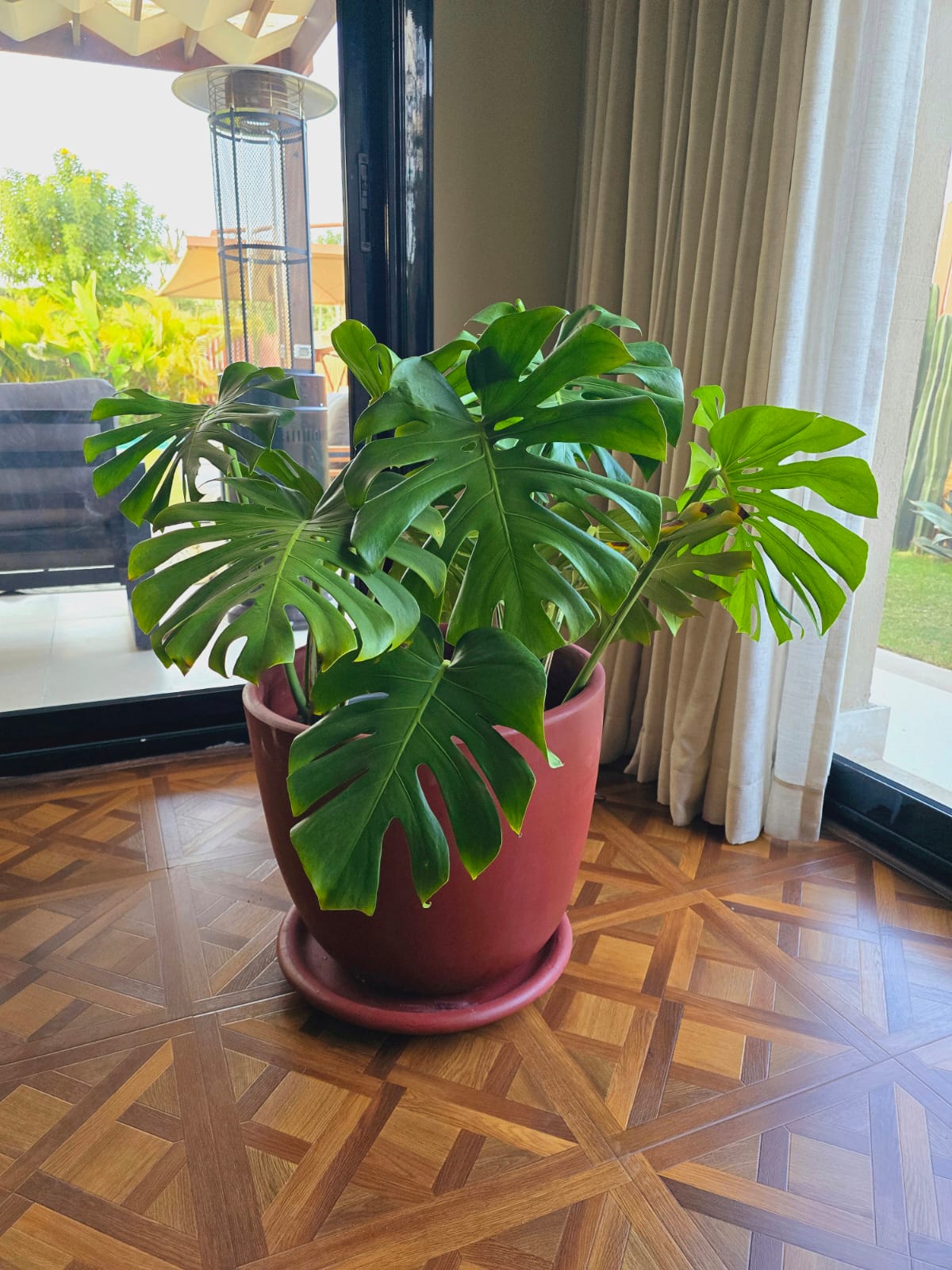 Monstera Deliciosa