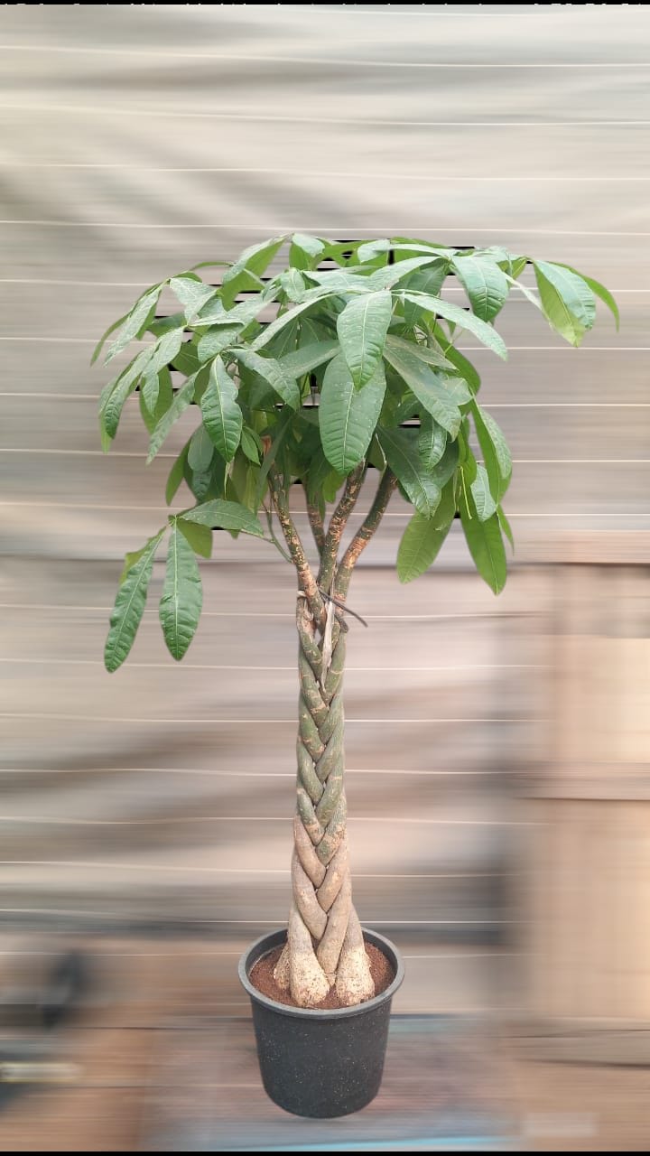 Money Tree - Large