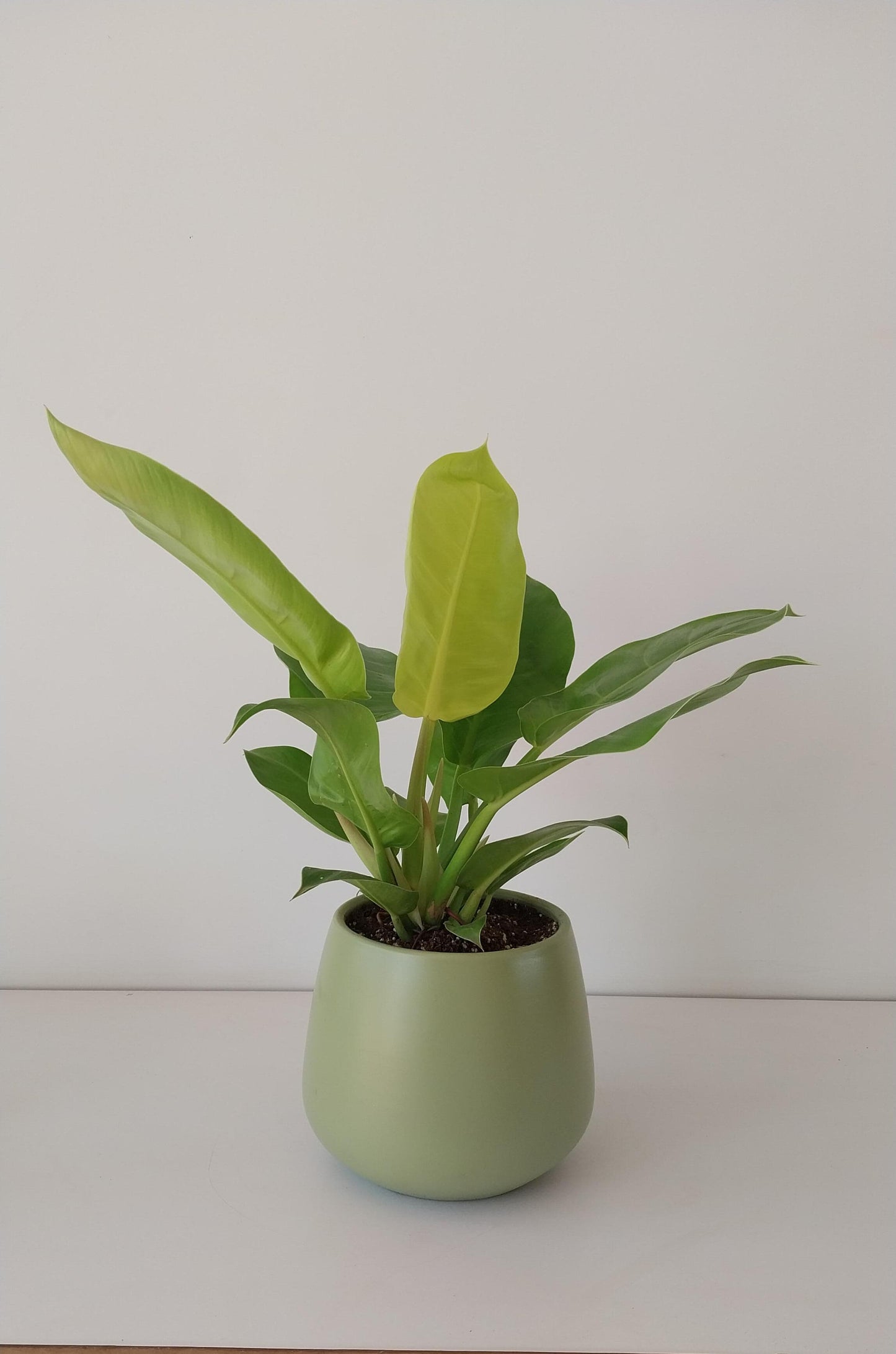 Philodendron Imperial Lemon