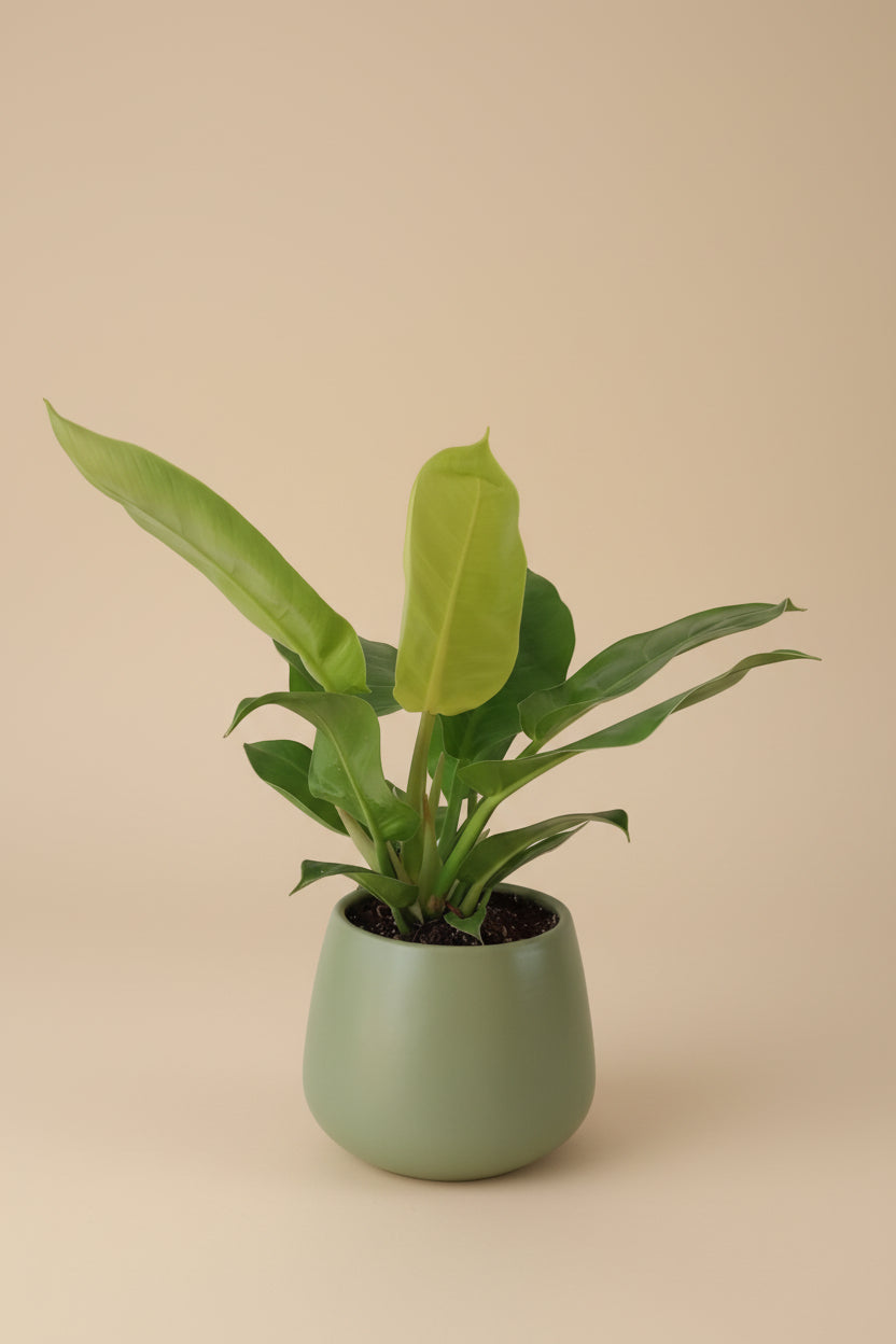 Philodendron Imperial Lemon - Plantcultcairo