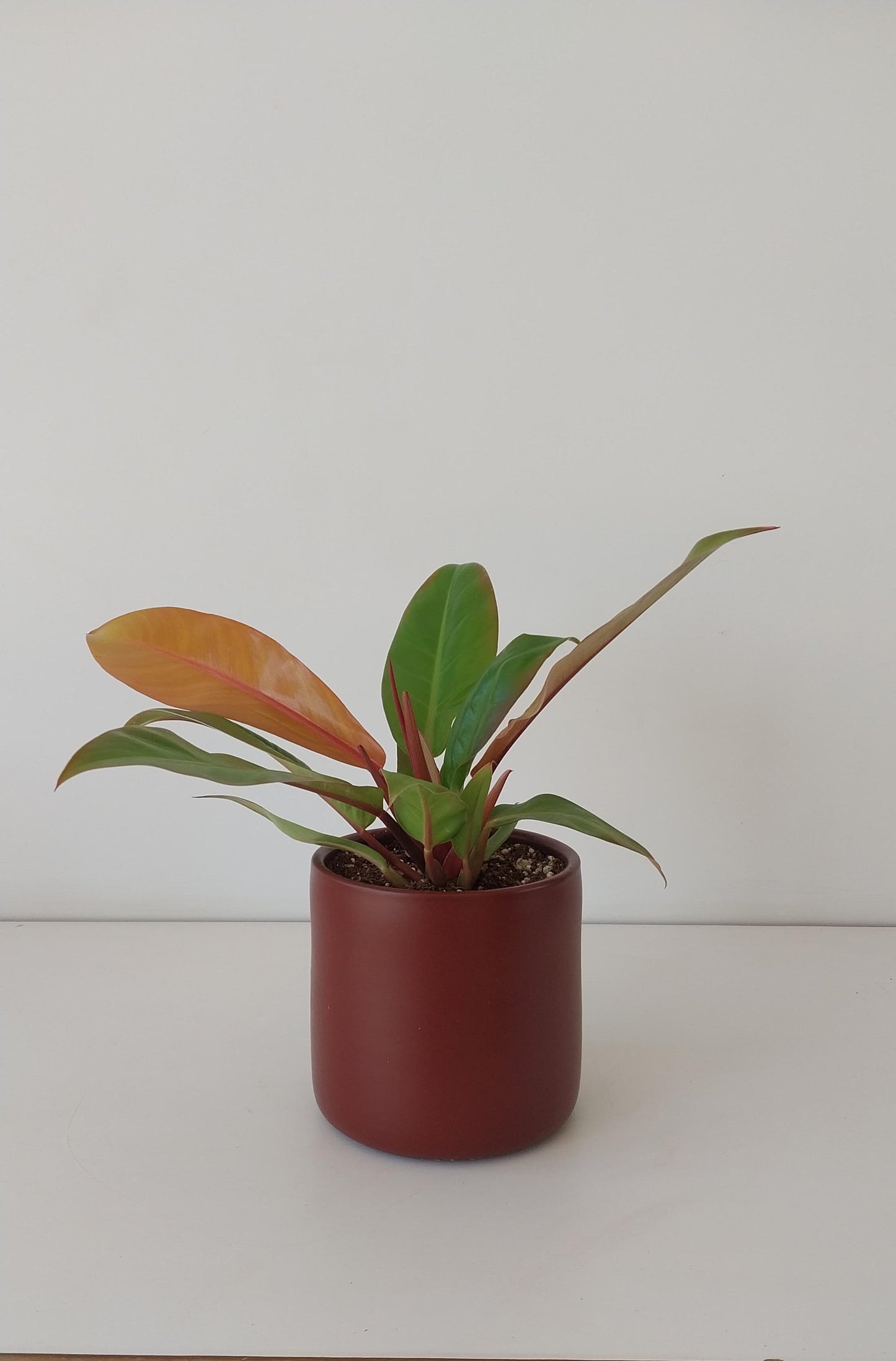 Philodendron Imperial Orange