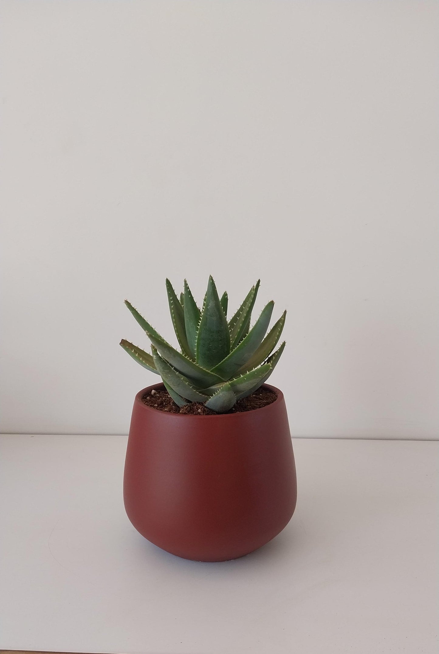 American Aloe