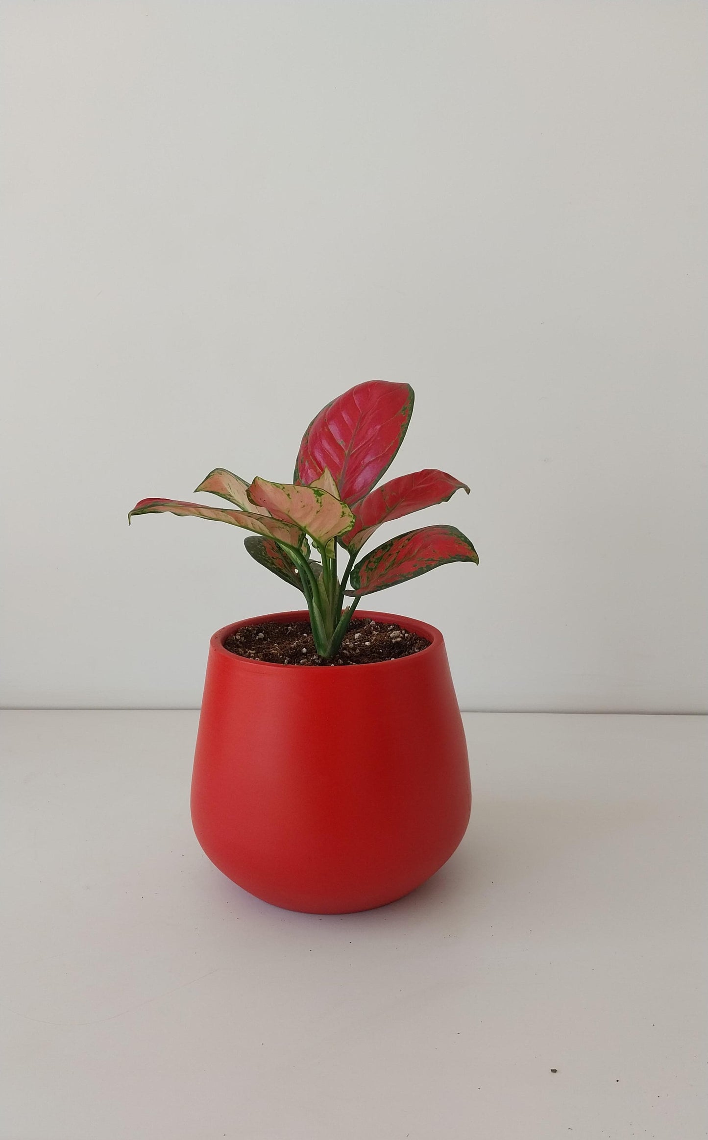 Aglaonema Super Red