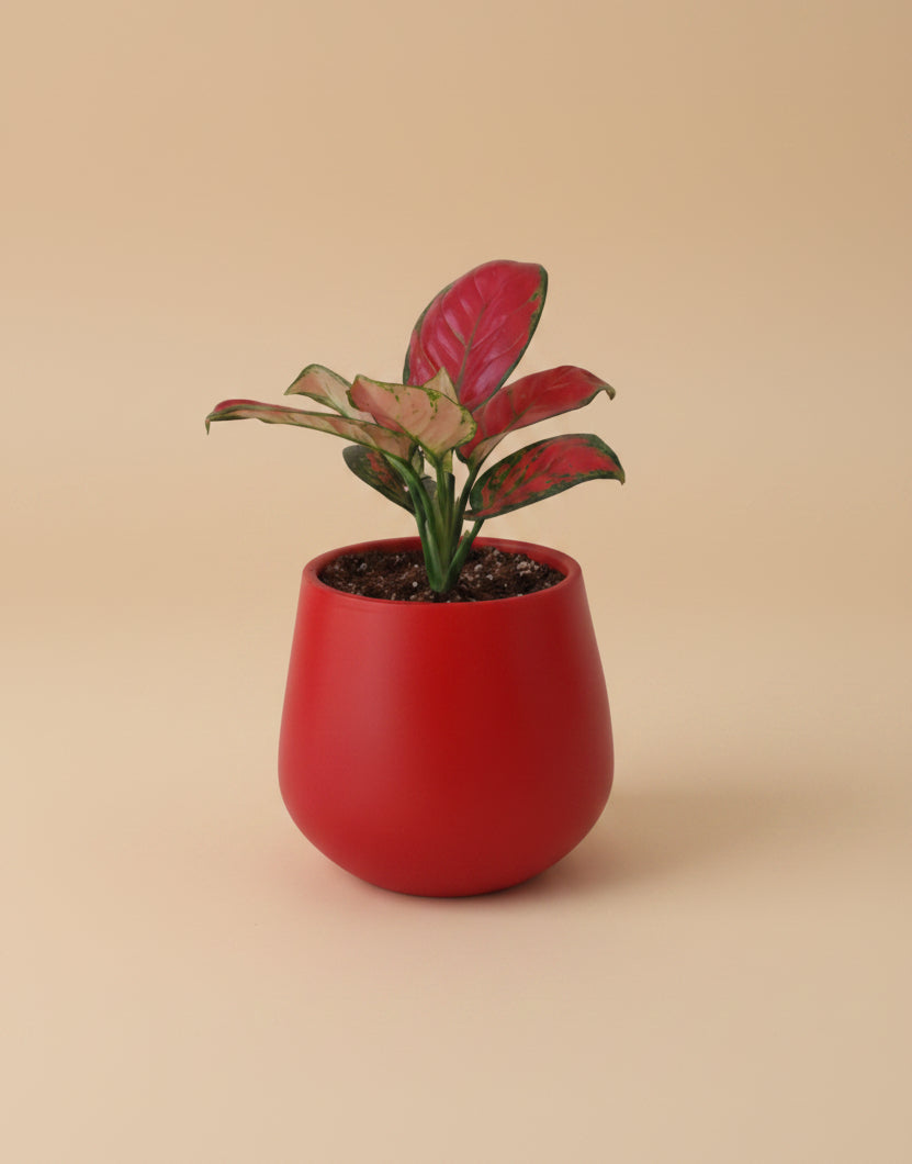 Aglaonema Super Red - Plantcultcairo