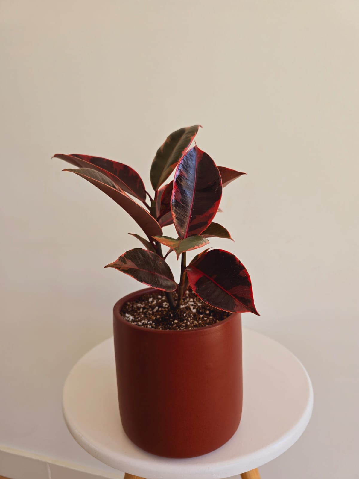 Ficus Rubber Tree Red