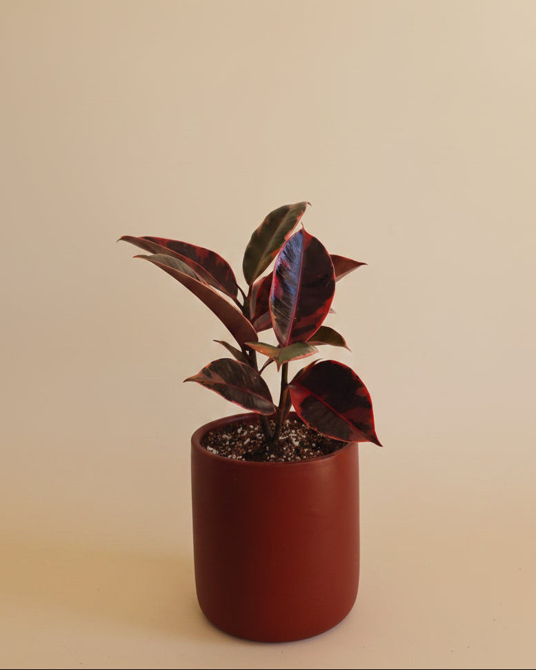 Ficus Elastica 'Red Ruby' - Plantcultcairo