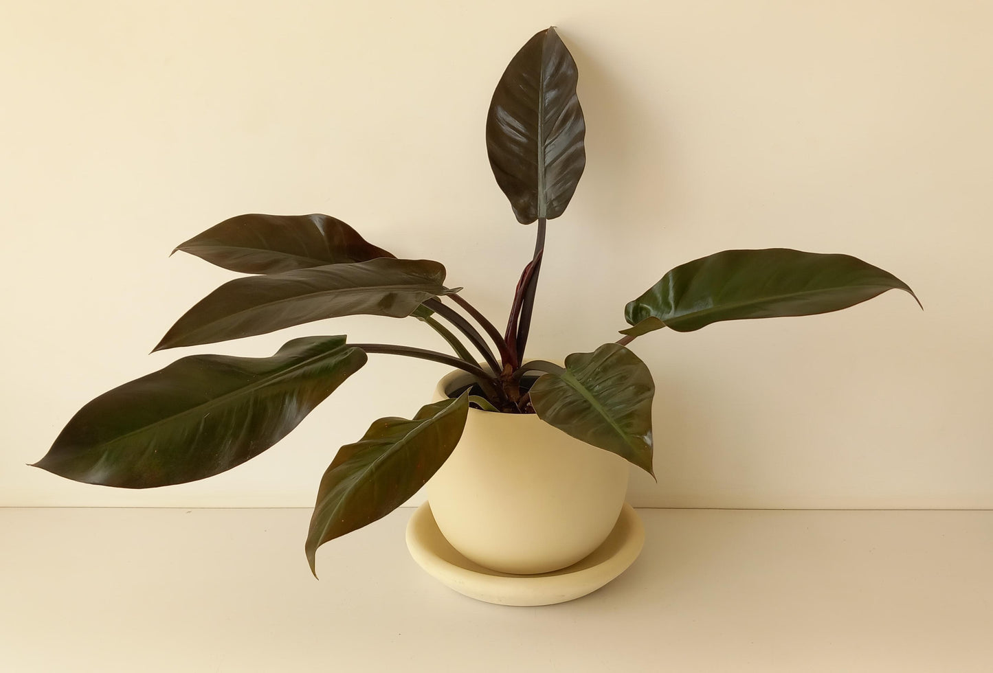 Philodendron Imperial Red