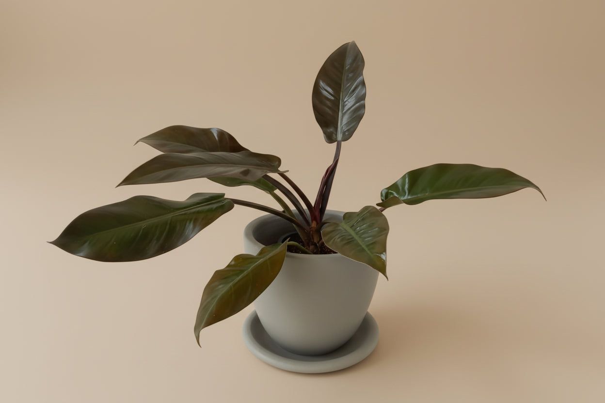 Philodendron Imperial Red - Plantcultcairo