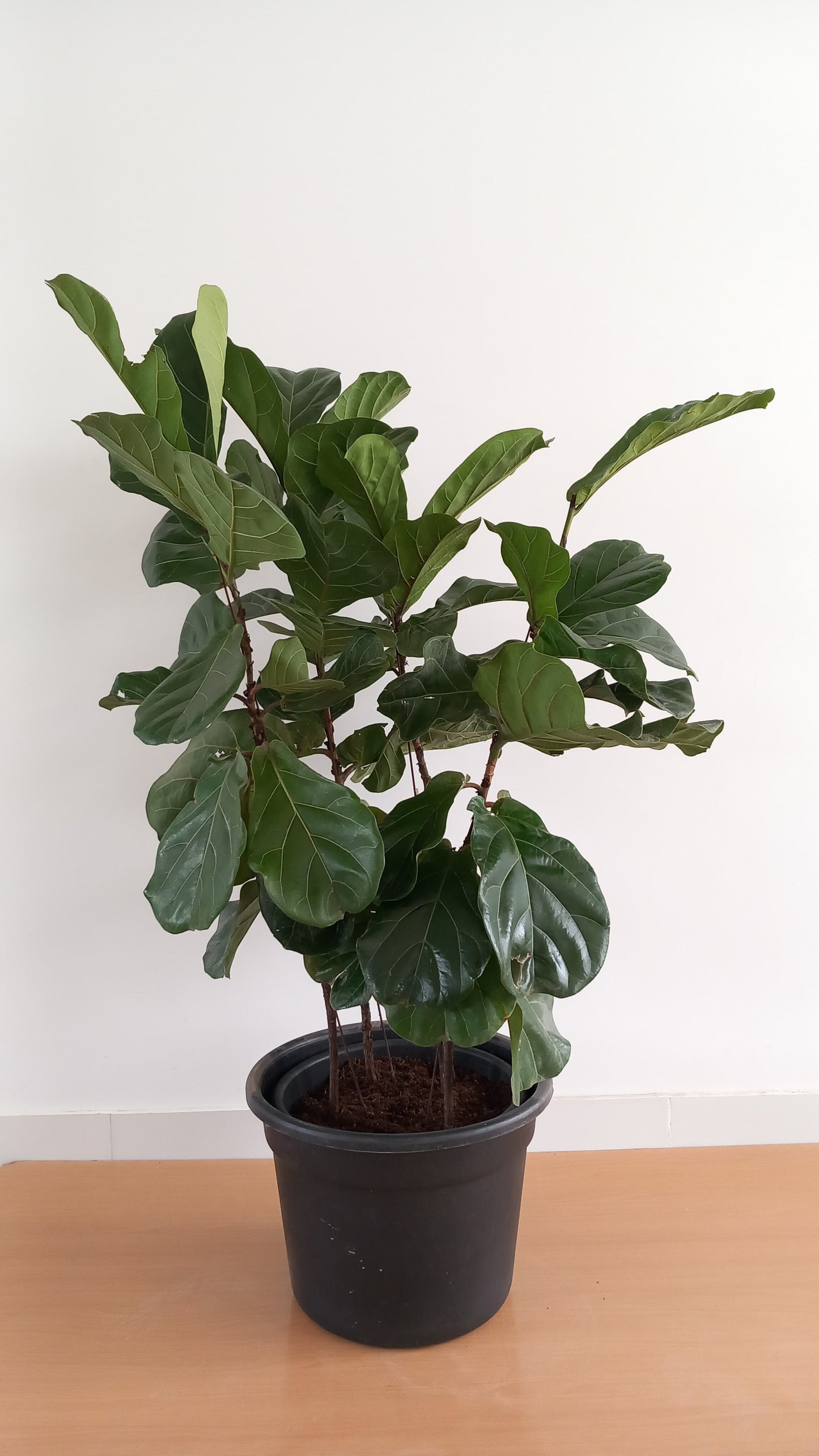 Fiddle leaf fig