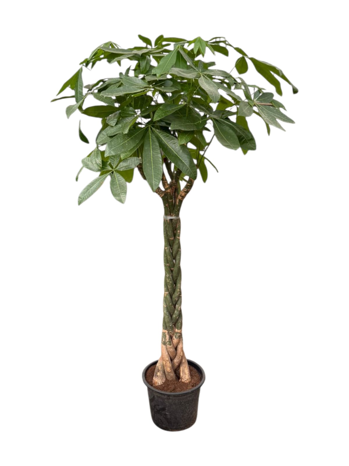 Money Tree - Large