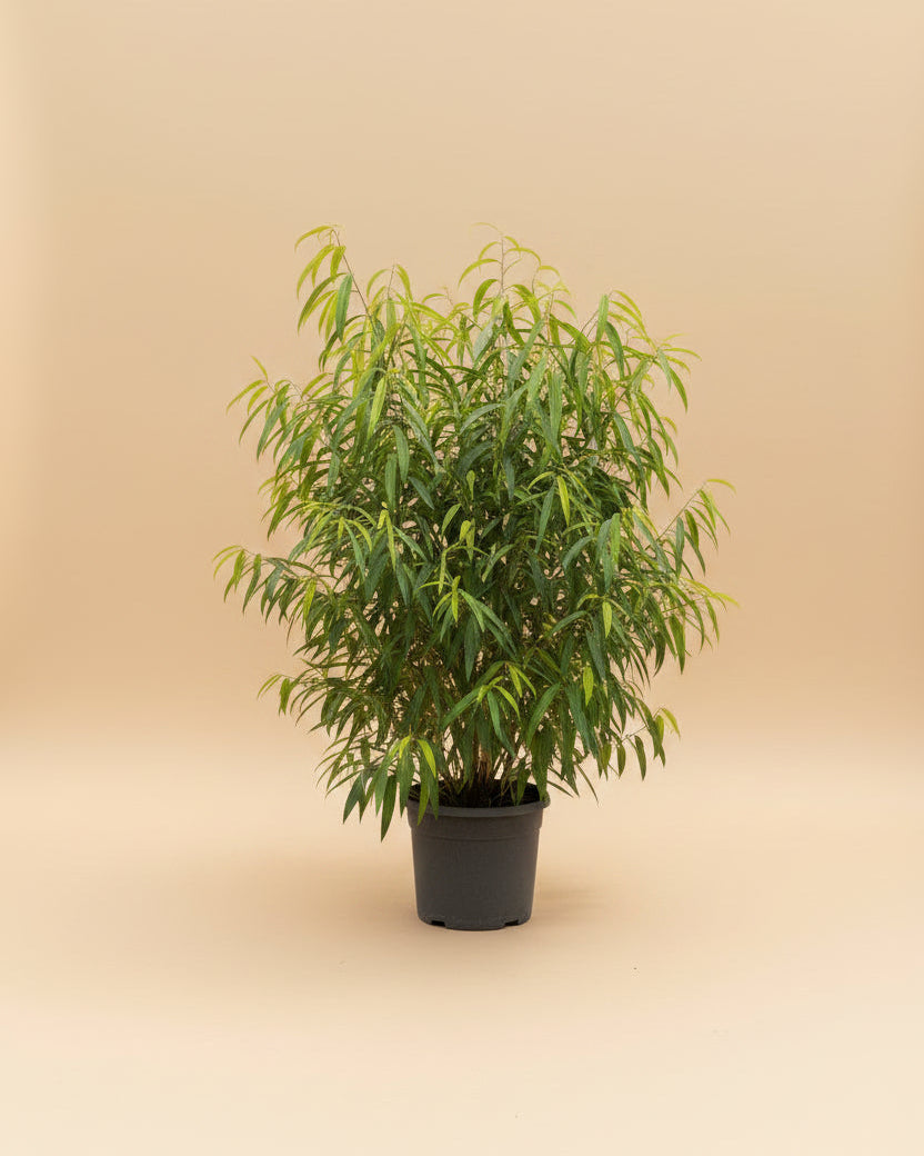 Ficus Amstel Queen Lemon - Plantcultcairo