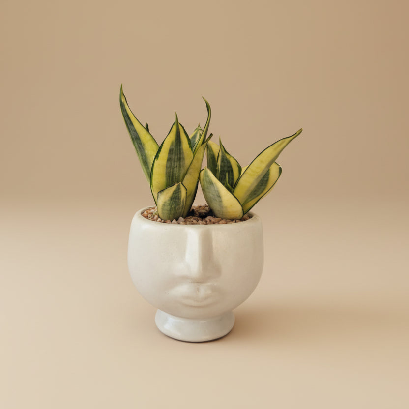 Otis Planter - Plantcultcairo